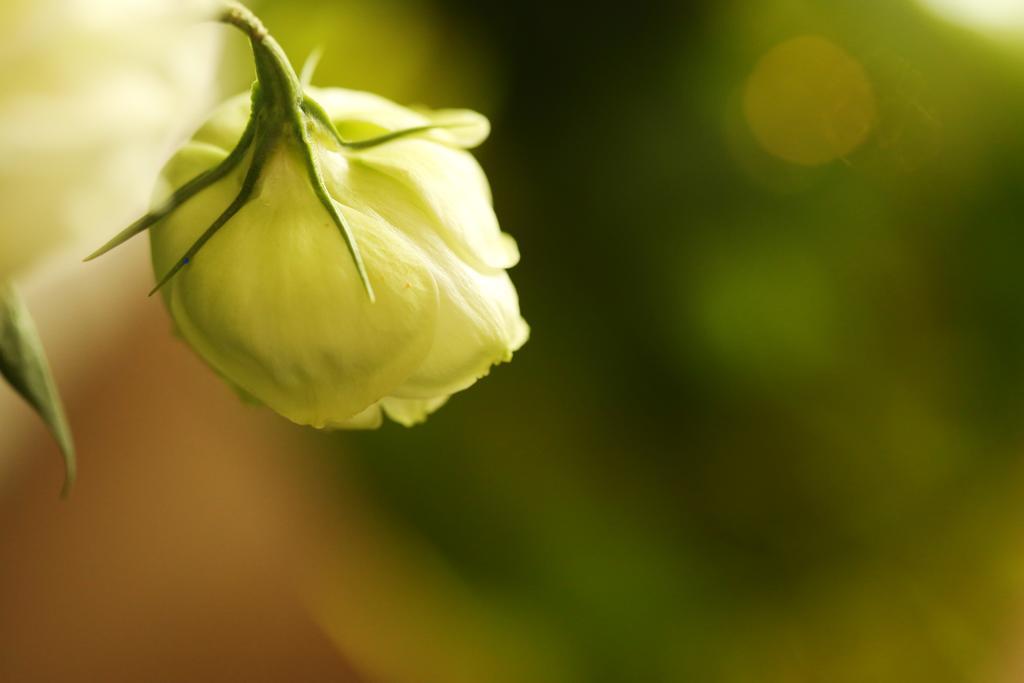 Blooming Lotus.Waterclouds.Hangzhou Esterno foto