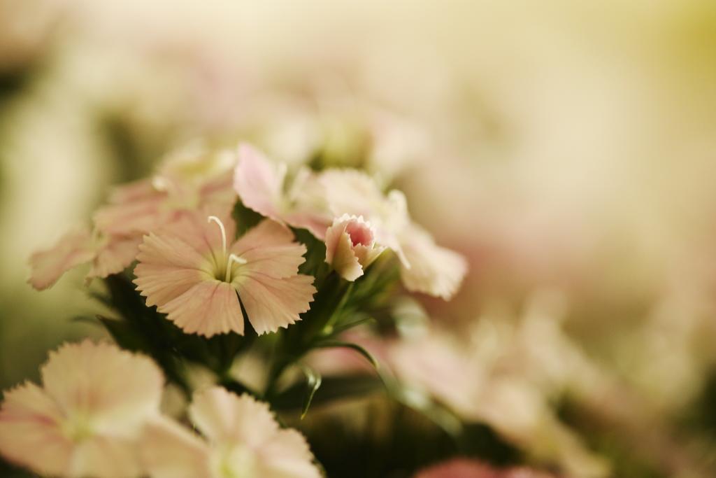 Blooming Lotus.Waterclouds.Hangzhou Esterno foto